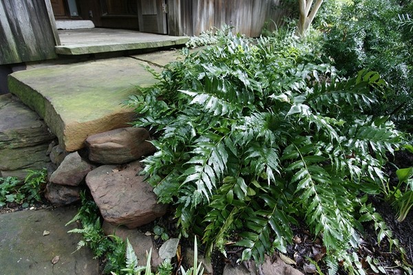 Japanese Holly Fern