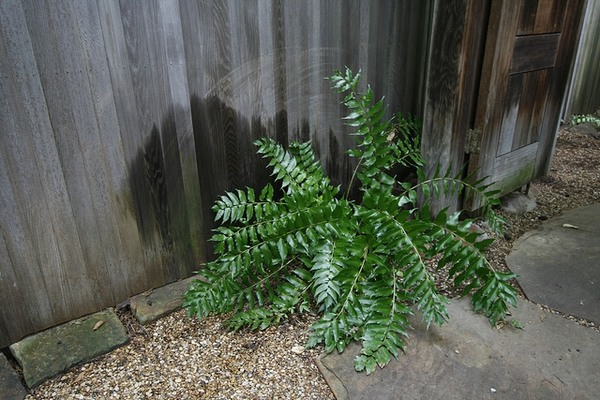 Japanese Holly Fern