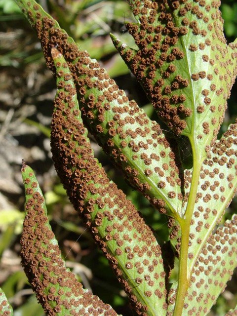 Japanese Holly Fern