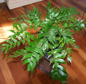 Japanese Holly Fern
