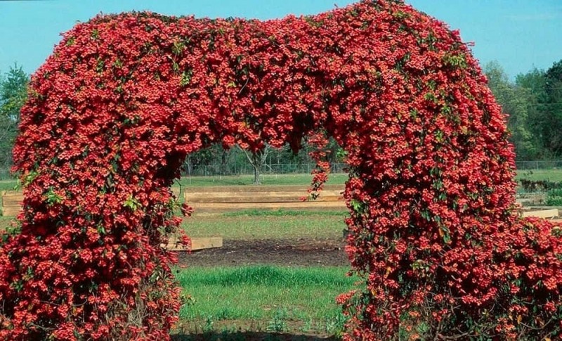 Shalimar Red Crossvine