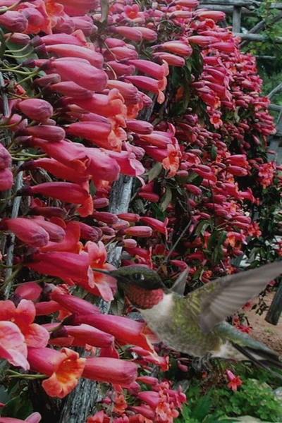 Shalimar Red Crossvine