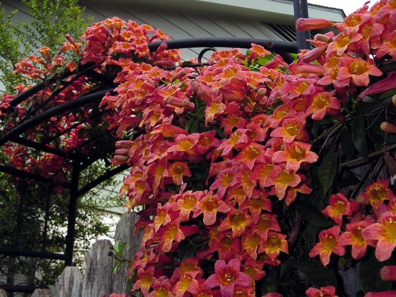 Shalimar Red Crossvine