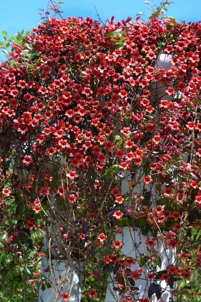 Shalimar Red Crossvine