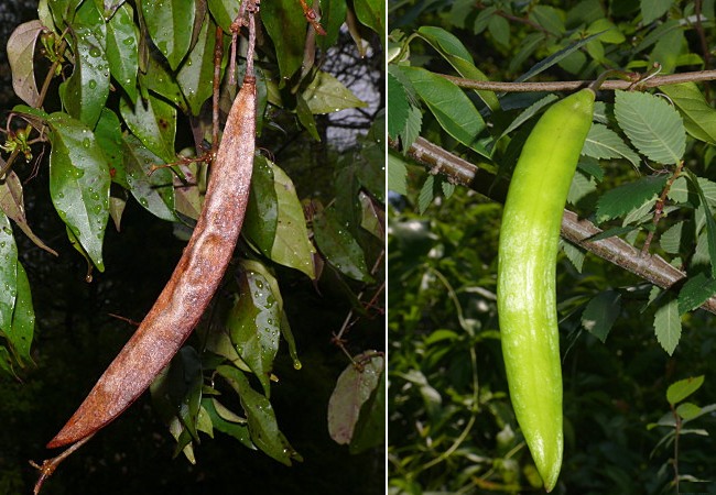 Shalimar Red Crossvine