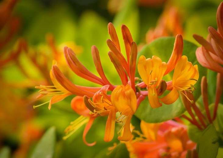 Mandarin Orange Honeysuckle Vine