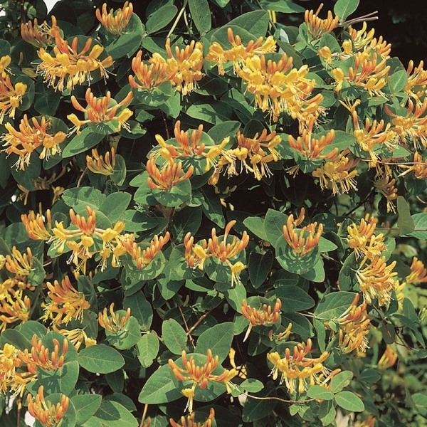 Mandarin Orange Honeysuckle Vine