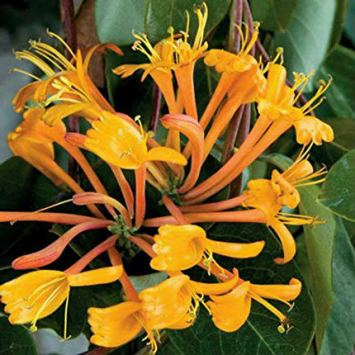 Mandarin Orange Honeysuckle Vine