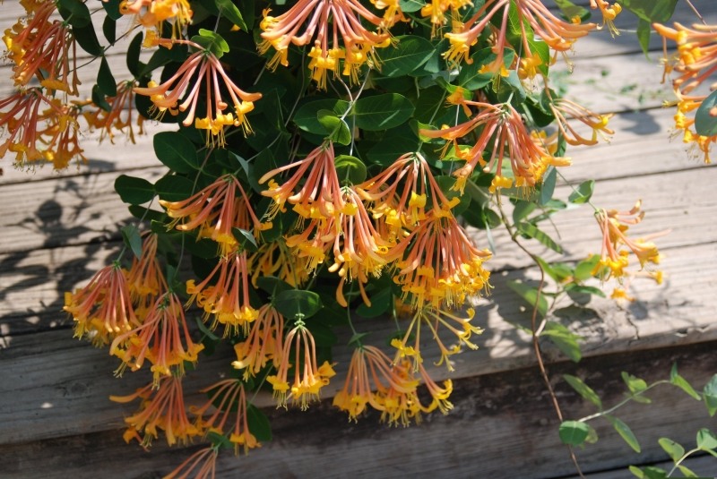 Mandarin Orange Honeysuckle Vine