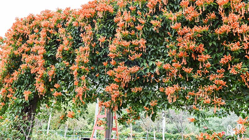 Mandarin Orange Honeysuckle Vine