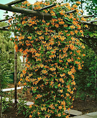 Mandarin Orange Honeysuckle Vine