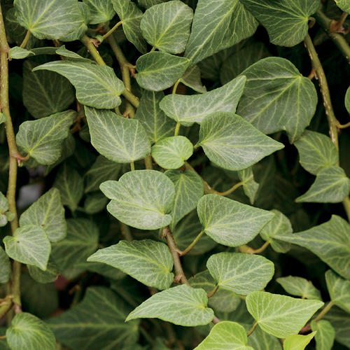 Teardrop Ivy