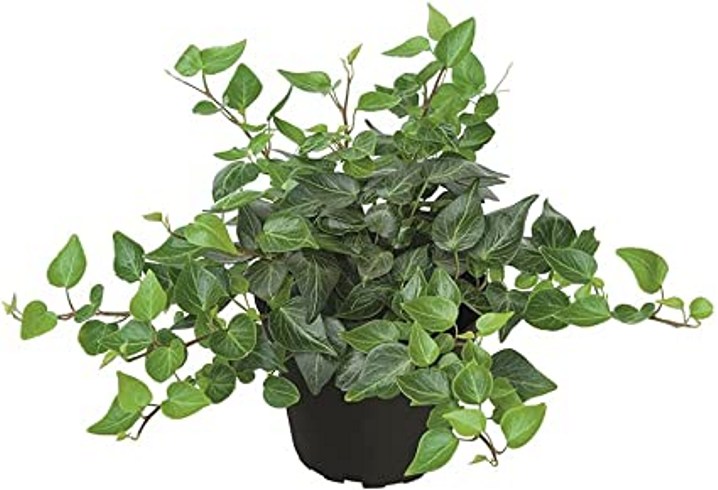 Teardrop Ivy