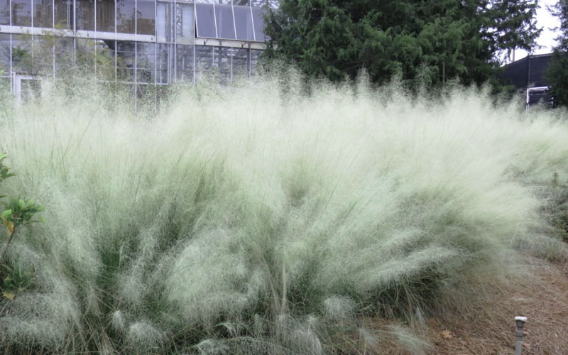 White Cloud Muhly Grass