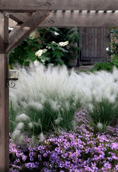 White Cloud Muhly Grass