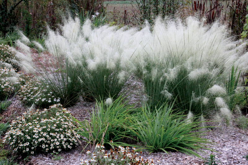 White Cloud Muhly Grass