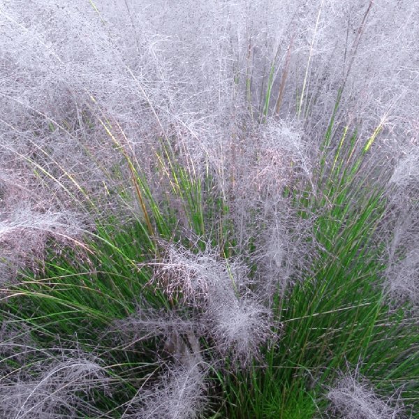 White Cloud Muhly Grass