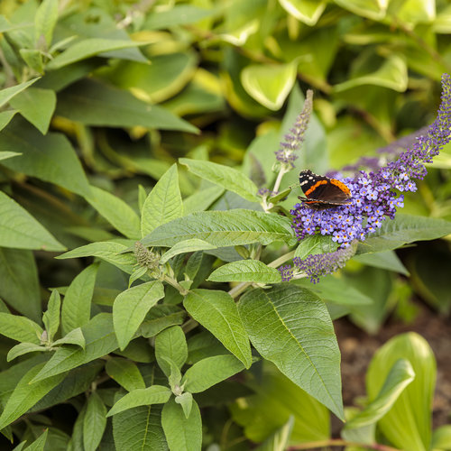 Pugster Blue Butterfly Bush