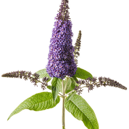 Pugster Blue Butterfly Bush