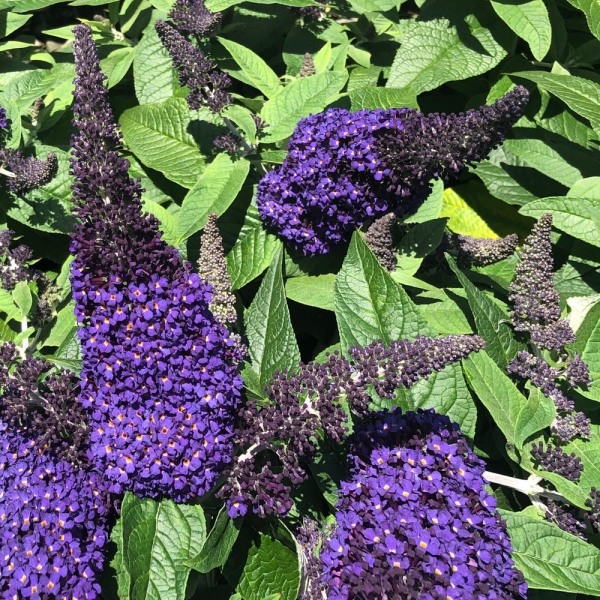 Pugster Blue Butterfly Bush