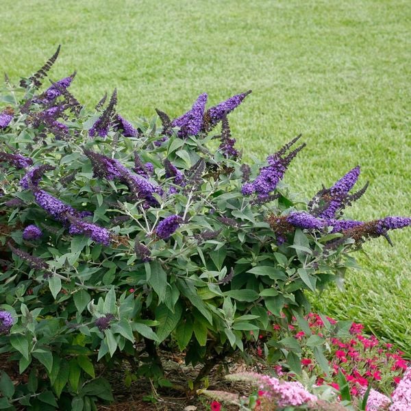 Pugster Blue Butterfly Bush