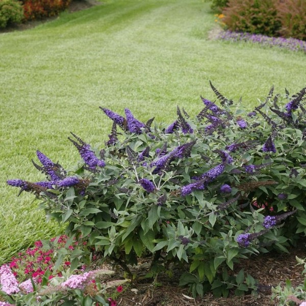 Pugster Blue Butterfly Bush