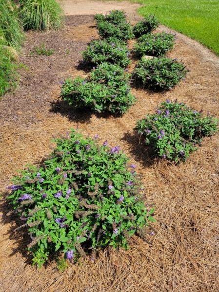 Pugster Blue Butterfly Bush