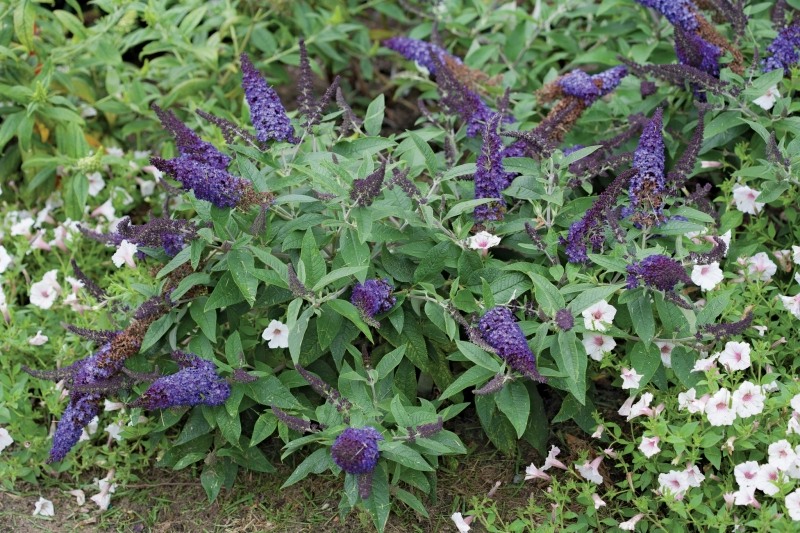 Pugster Blue Butterfly Bush