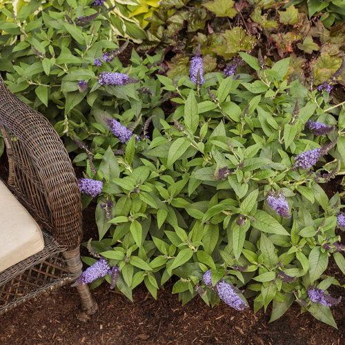Pugster Blue Butterfly Bush