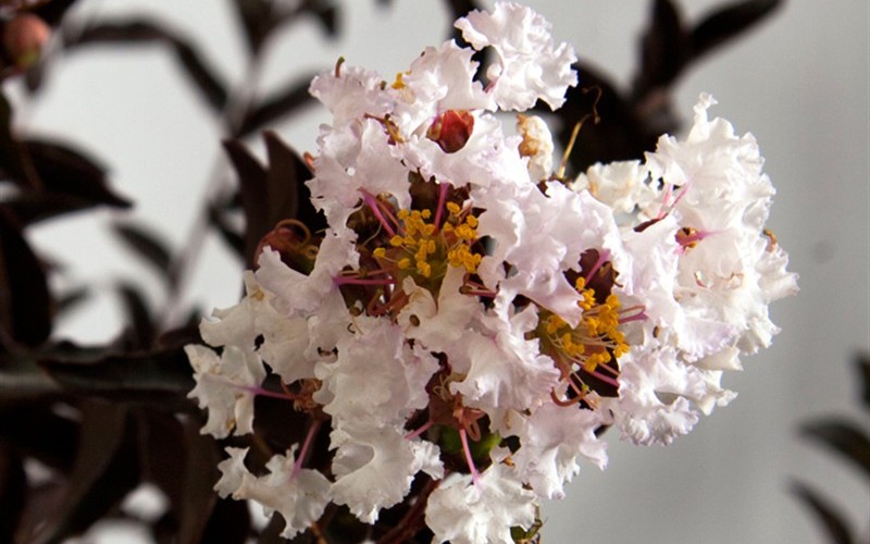 Delta Moonlight Crape Myrtle
