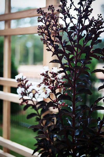 Delta Moonlight Crape Myrtle