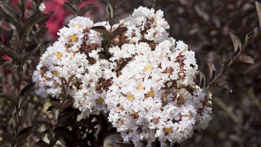 Delta Moonlight Crape Myrtle