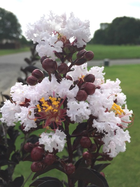 Delta Moonlight Crape Myrtle
