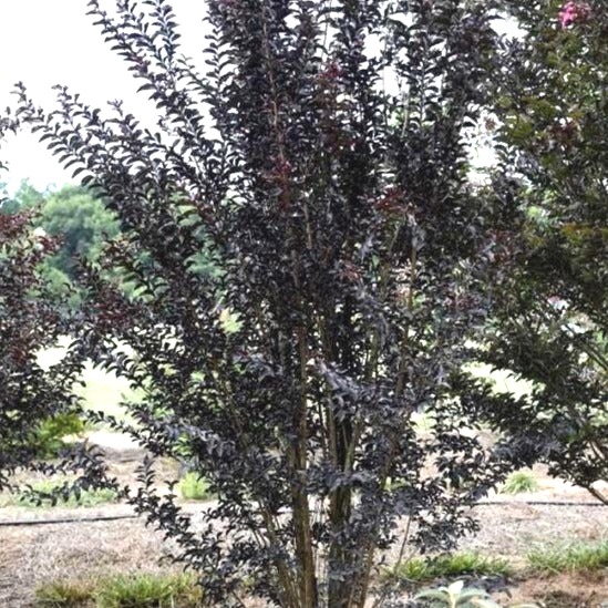 Delta Moonlight Crape Myrtle