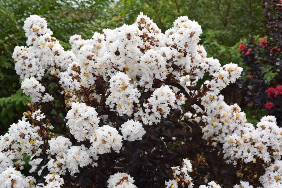 Delta Moonlight Crape Myrtle