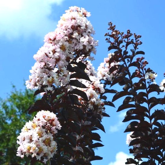 Delta Moonlight Crape Myrtle