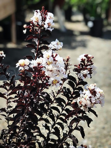 Delta Moonlight Crape Myrtle