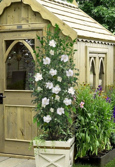 White Pillar Rose of Sharon