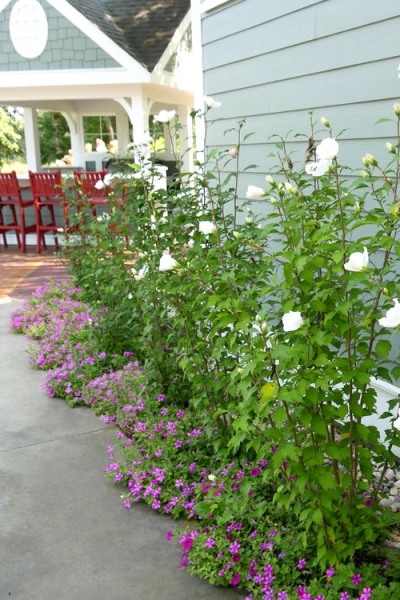 White Pillar Rose of Sharon