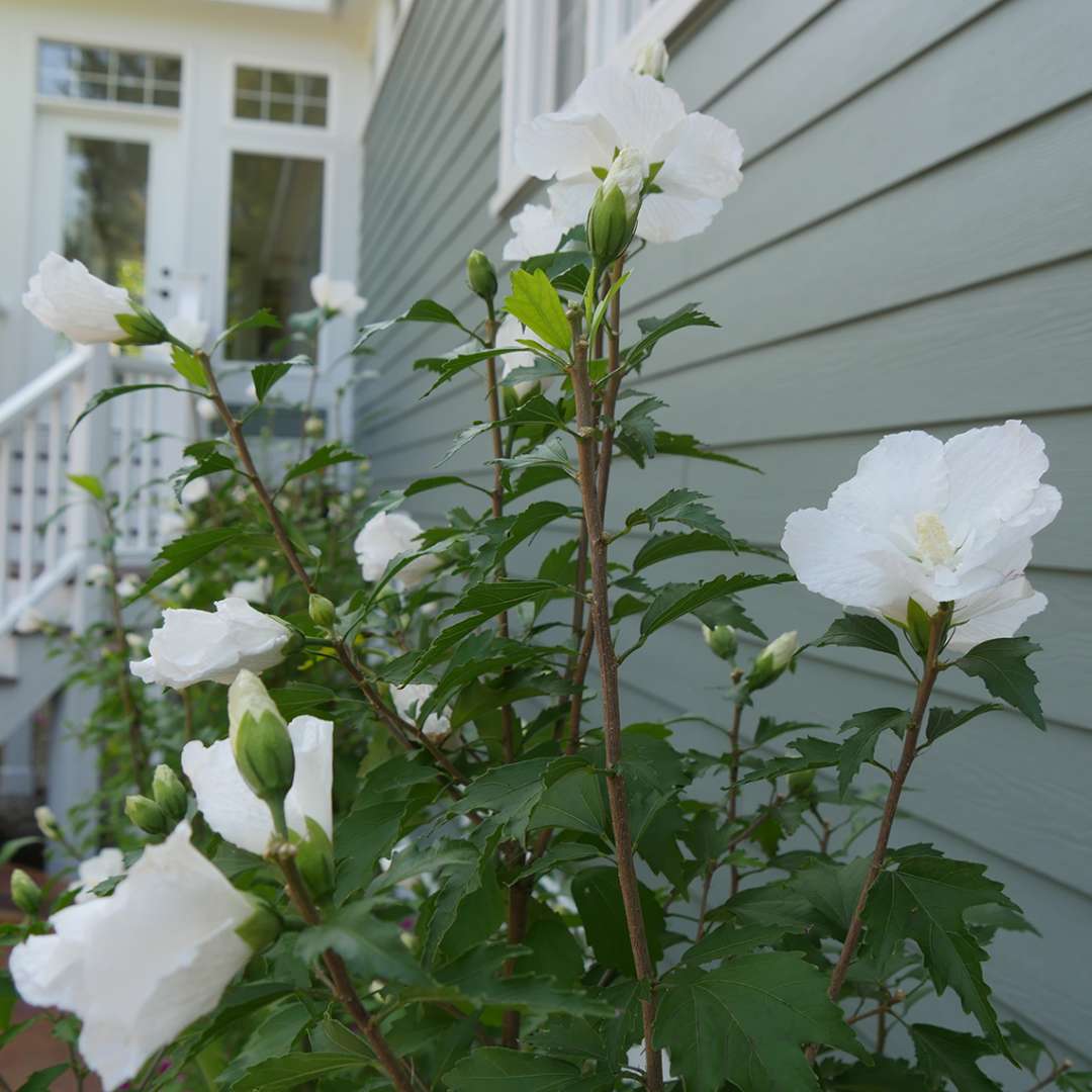 White Pillar Rose of Sharon