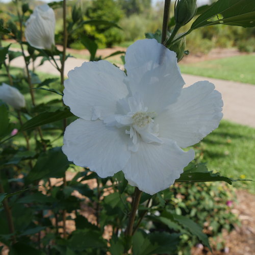 White Pillar Rose of Sharon