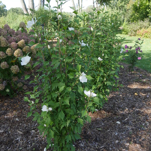 White Pillar Rose of Sharon