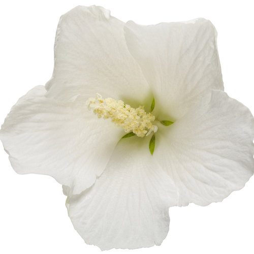 White Pillar Rose of Sharon