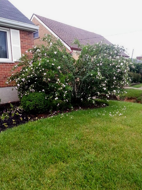 White Pillar Rose of Sharon