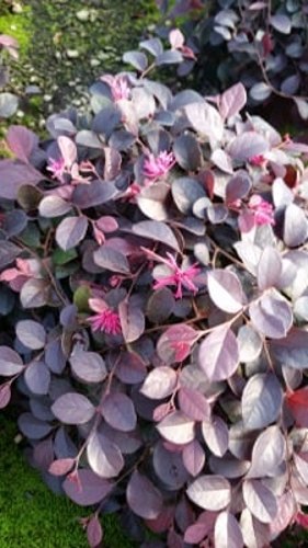 Ruby Loropetalum