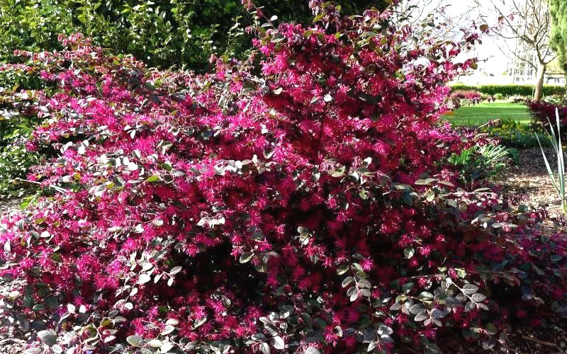 Ruby Loropetalum