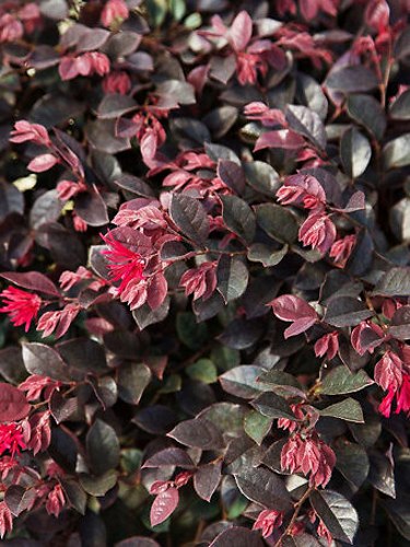 Ruby Loropetalum