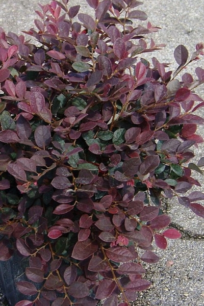 Ruby Loropetalum