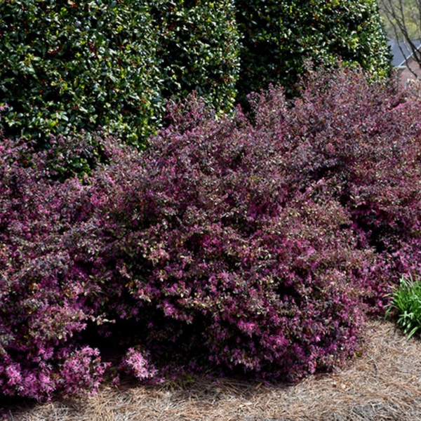 Ruby Loropetalum