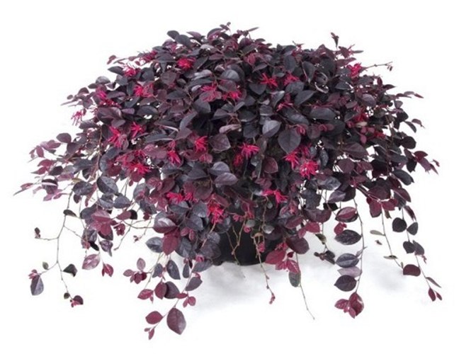 Ruby Loropetalum